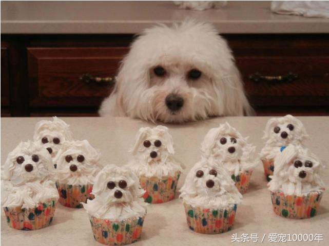 狗狗能吃零食甜甜圈吗,狗狗能吃咖啡糖吗