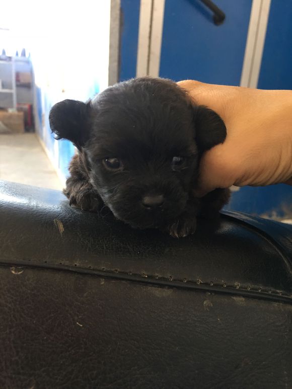 母狗泰迪生了一窝小泰迪,泰迪顺利生下五个小泰迪