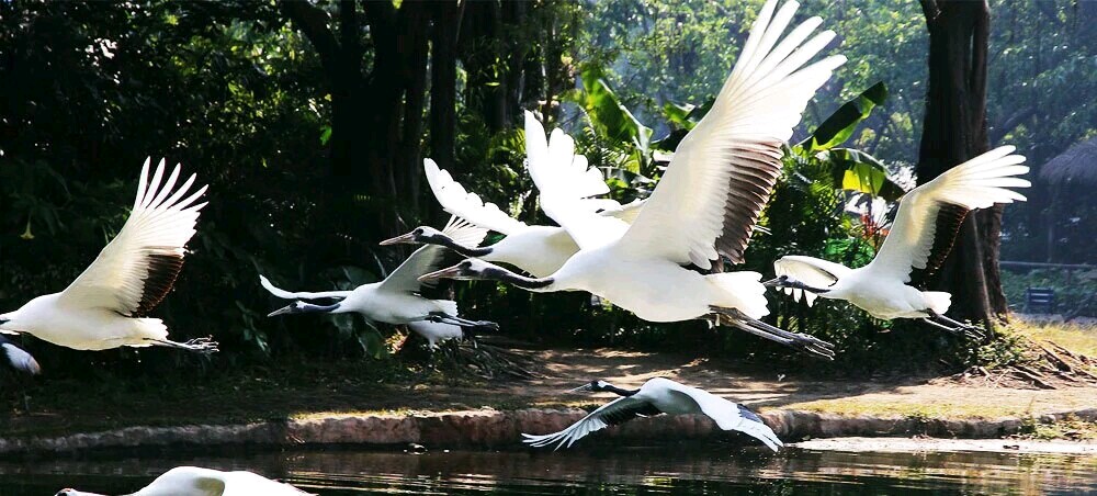 广州长隆飞鸟乐园一日游,广州长隆飞鸟乐园