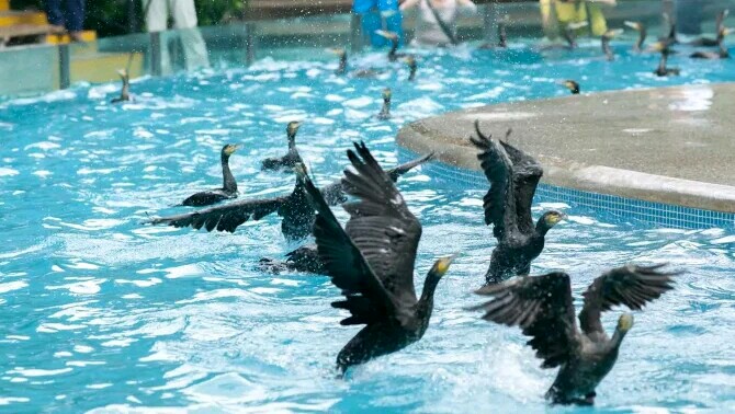 广州长隆飞鸟乐园一日游,广州长隆飞鸟乐园