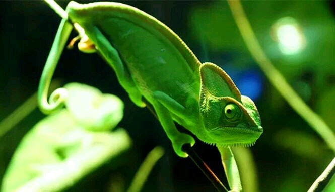 广州长隆飞鸟乐园一日游,广州长隆飞鸟乐园