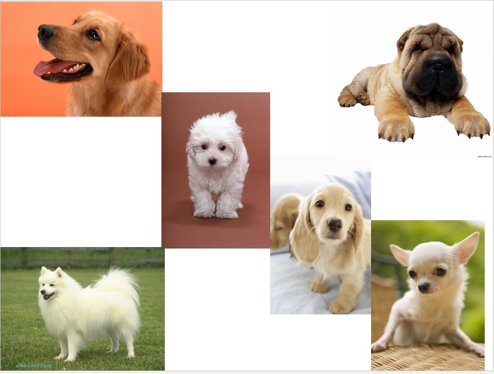 了解狗狗的十大冷知识,狗年狗狗的运势怎么样