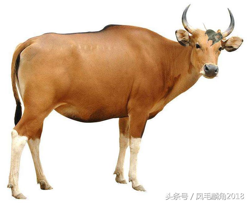 十二生肖中的狗和鼠哪个厉害,为什么要在十二生肖中排名第一