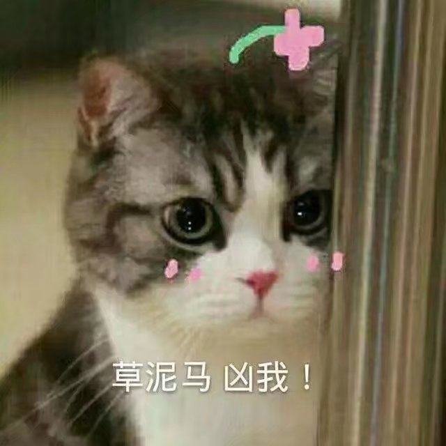 猫咪精彩演出,值得看的猫咪图片