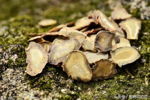 服用三七粉过敏会出现什么现象,辟谣三七粉的毒副作用