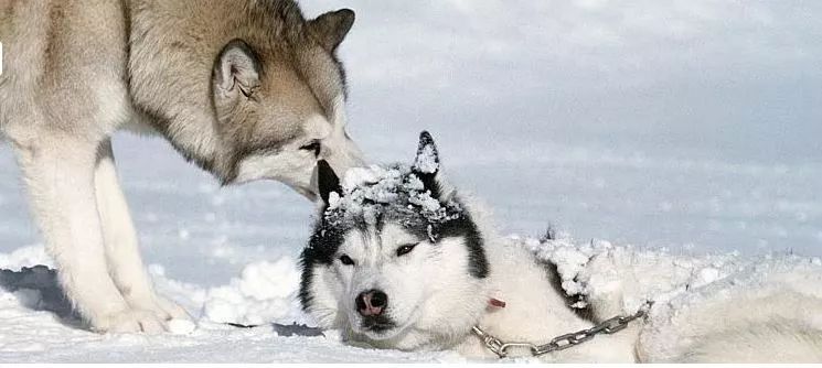 汪星人二哈电影,二哈拍过的电影