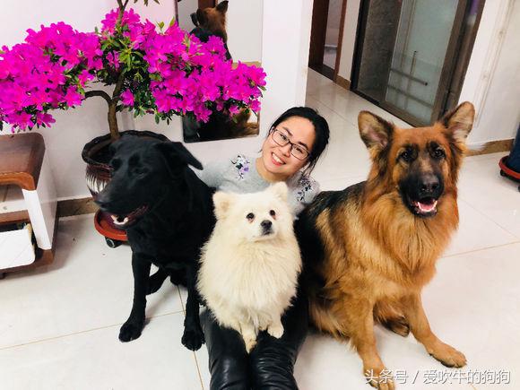 长毛德牧是纯种还是短毛,长毛德牧能当宠物犬养吗