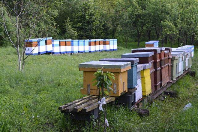 蜜蜂多箱体养殖技术讲解,多箱体叠加式养蜂法