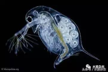 养红箭的技巧,快来测一测你未来会养什么宠物