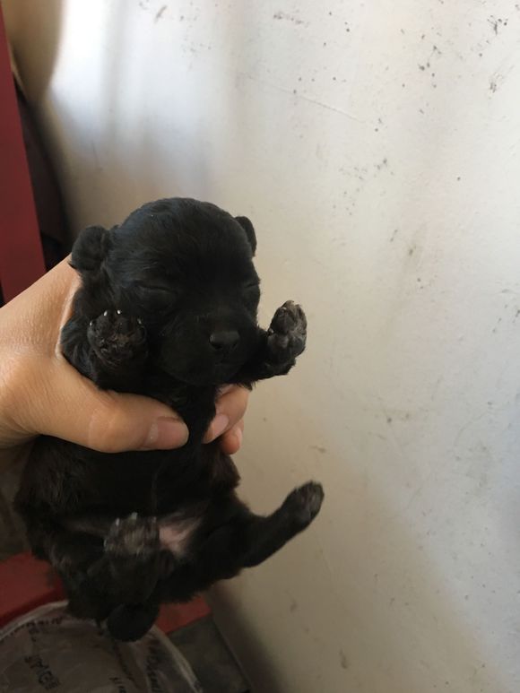 母狗泰迪生了一窝小泰迪,泰迪顺利生下五个小泰迪