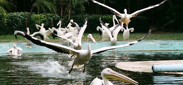 广州长隆飞鸟乐园一日游,广州长隆飞鸟乐园