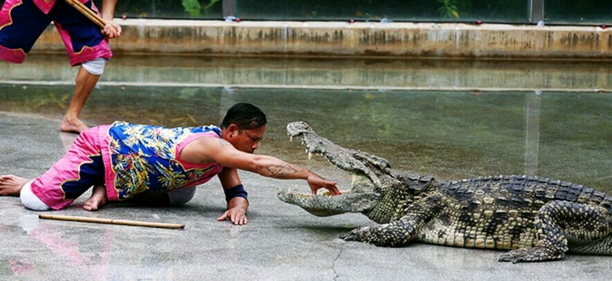 广州长隆飞鸟乐园一日游,广州长隆飞鸟乐园