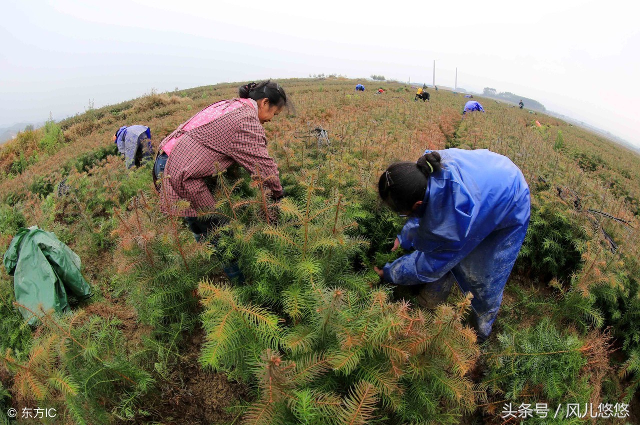 杉木苗好不好种,杉木良种繁育