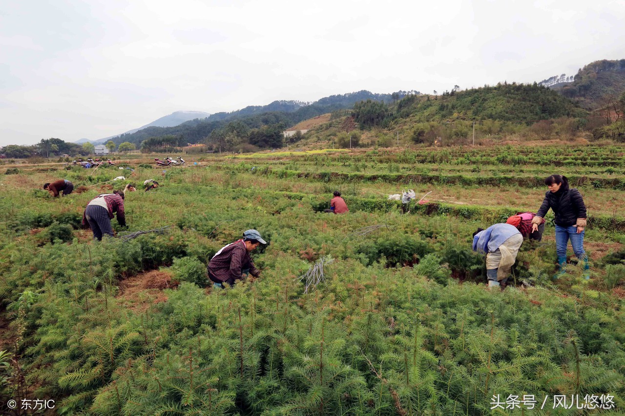 杉木苗好不好种,杉木良种繁育