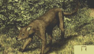 了解狗狗的十大冷知识,狗年狗狗的运势怎么样