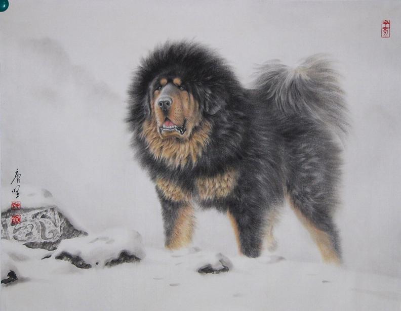 了解狗狗的十大冷知识,狗年狗狗的运势怎么样