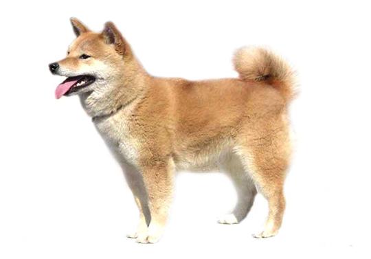 了解狗狗的十大冷知识,狗年狗狗的运势怎么样