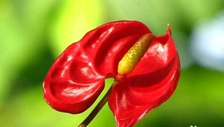 火鹤花和红掌哪个好养,火鹤红掌有什么区别吗