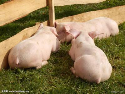 母猪产仔少是什么原因,母猪产仔量少怎么回事