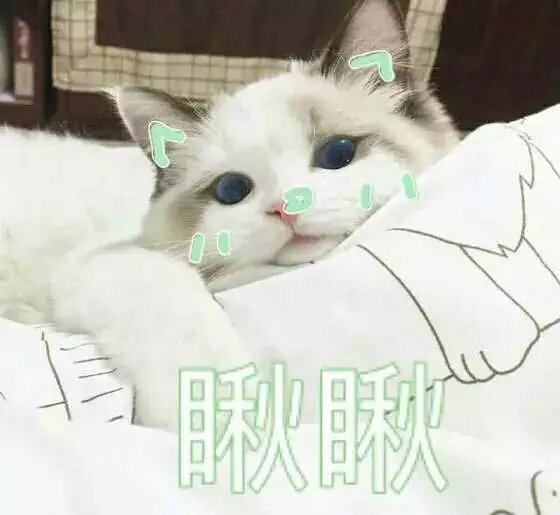 猫咪精彩演出,值得看的猫咪图片