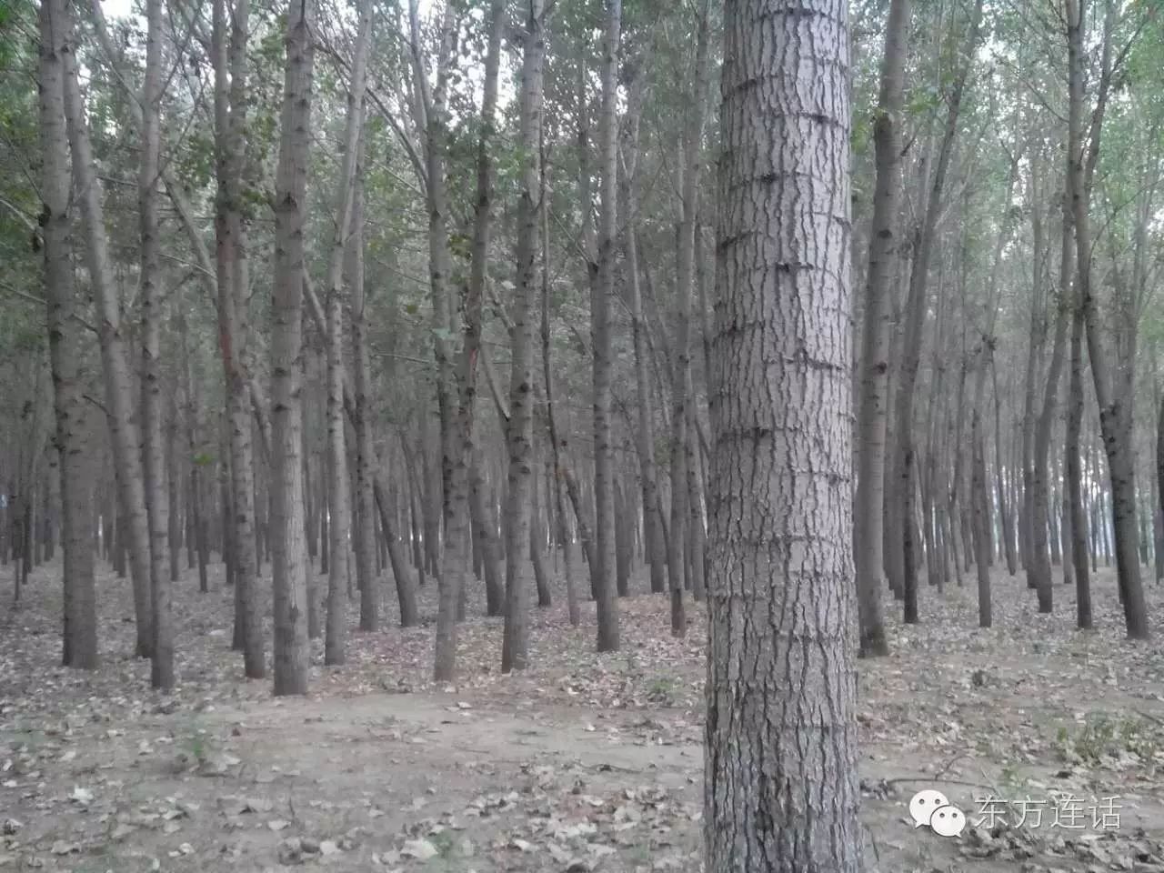 武清津北森林,没有森林的山