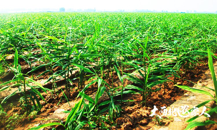 生姜种植用黄豆施肥效果好吗,生姜种植技术和施肥方法视频