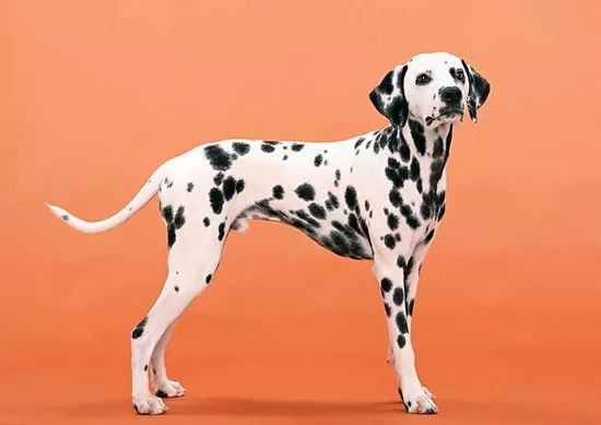 汪星人二哈电影,二哈拍过的电影