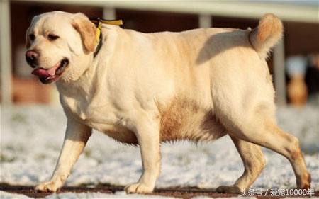 狗狗能吃零食甜甜圈吗,狗狗能吃咖啡糖吗