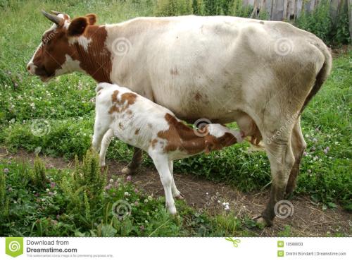 母牛不孕中药怎么治,母牛屡配不孕的原因及解决办法