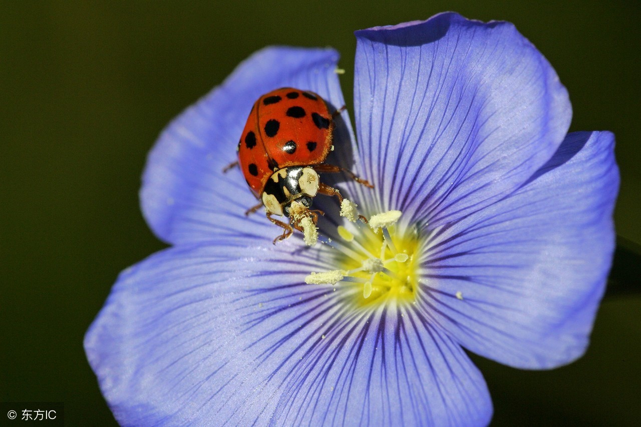 做一张昆虫备忘录卡片三年级,给小朋友做一副超级好玩的贺卡