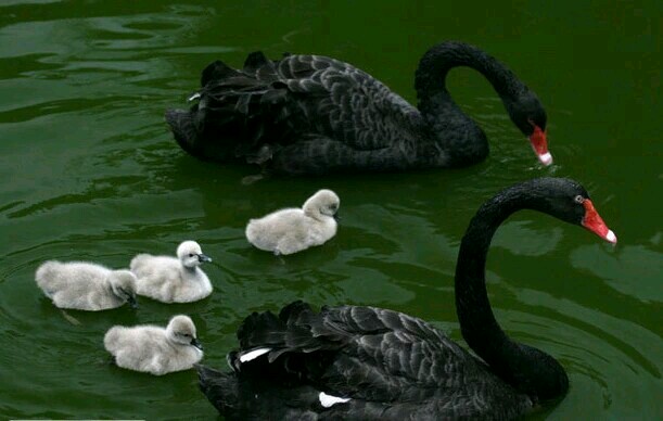 广州长隆飞鸟乐园一日游,广州长隆飞鸟乐园