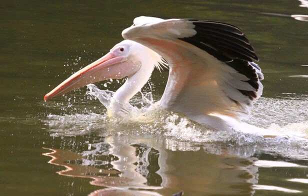 广州长隆飞鸟乐园一日游,广州长隆飞鸟乐园