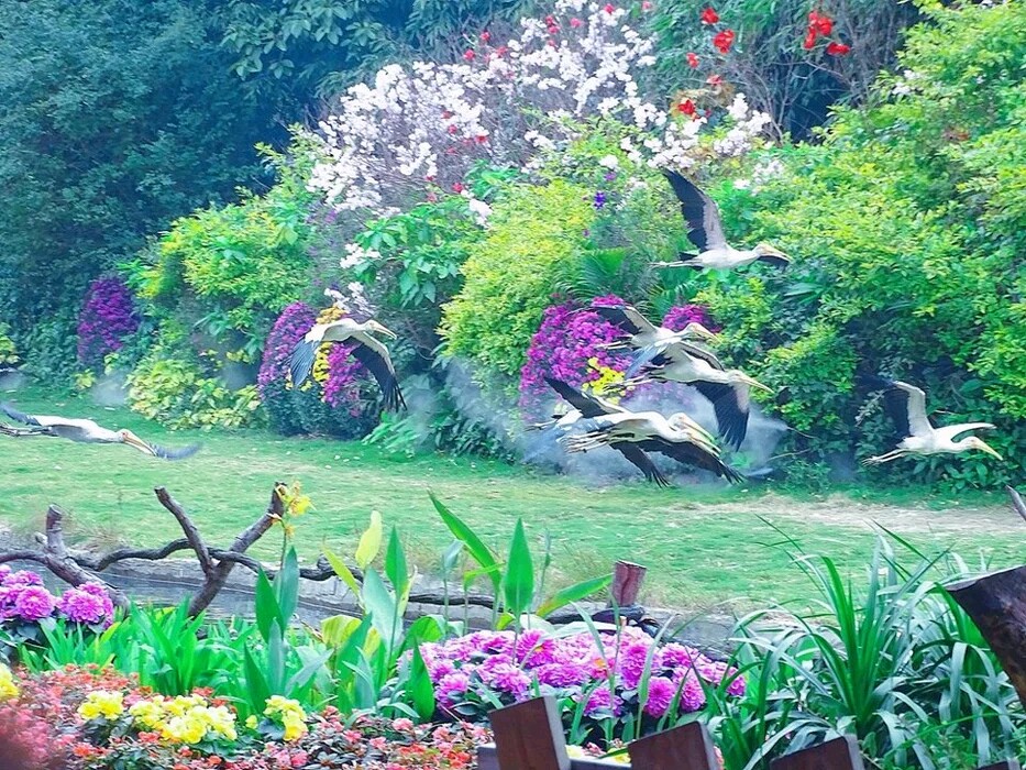 广州长隆飞鸟乐园一日游,广州长隆飞鸟乐园