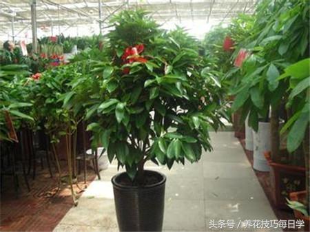 平安树为什么不开花了,平安树长出的新芽发黑