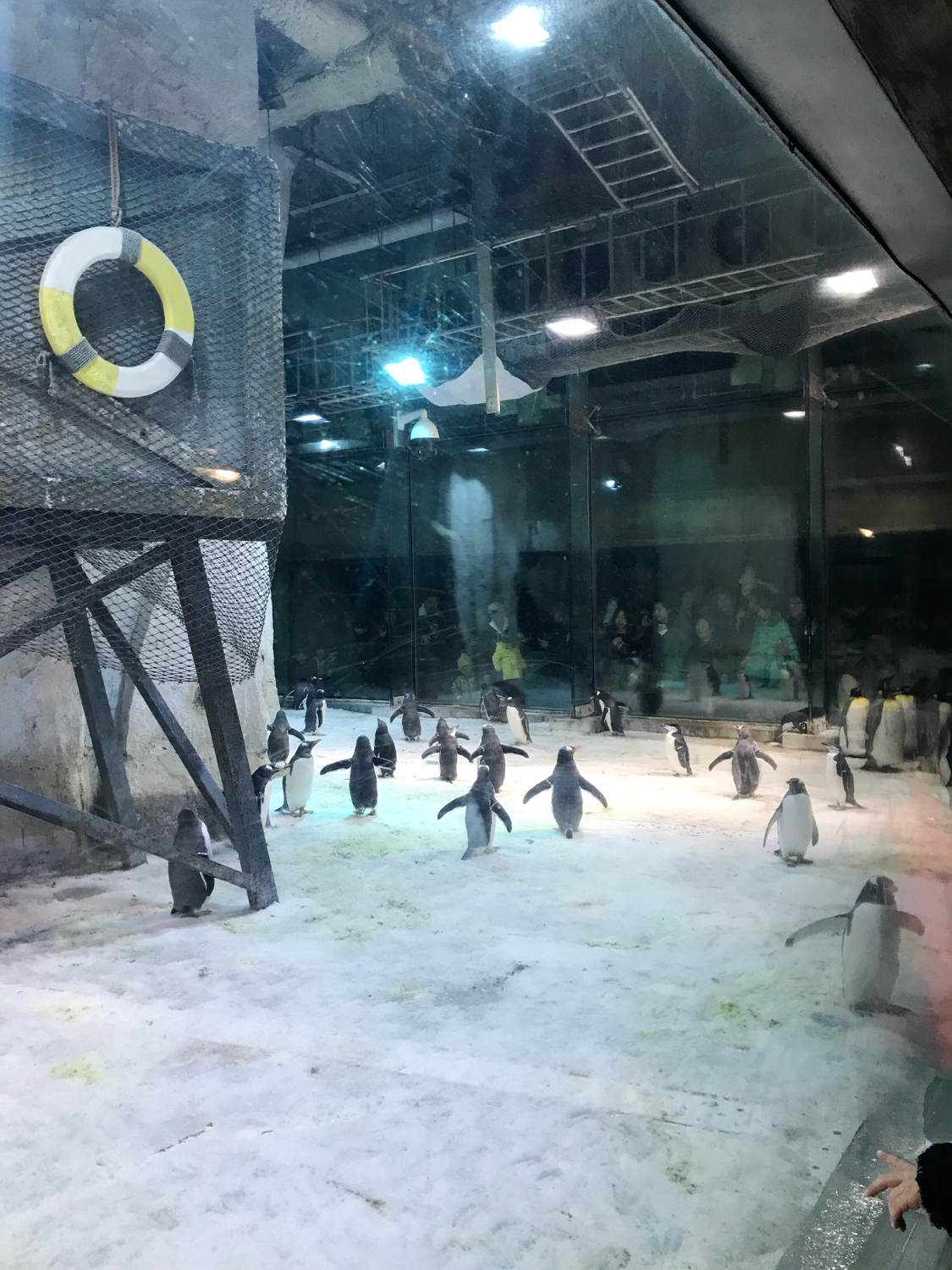 圣亚海洋世界和大连老虎滩哪个好,大连圣亚海洋世界春节门票