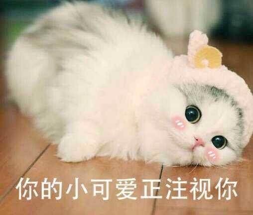 猫咪精彩演出,值得看的猫咪图片