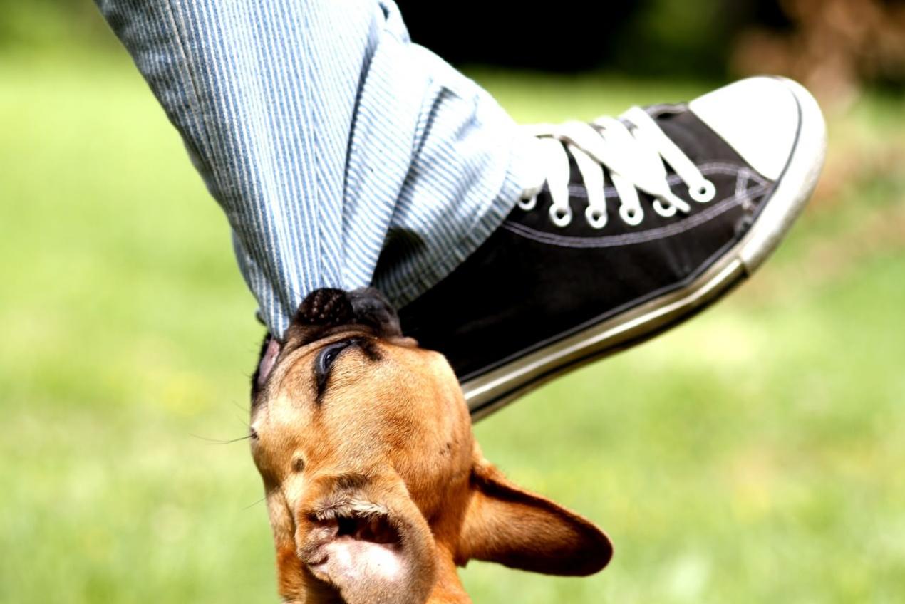 宠物小知识为什么狗狗喜欢埋东西,狗狗小知识儿童