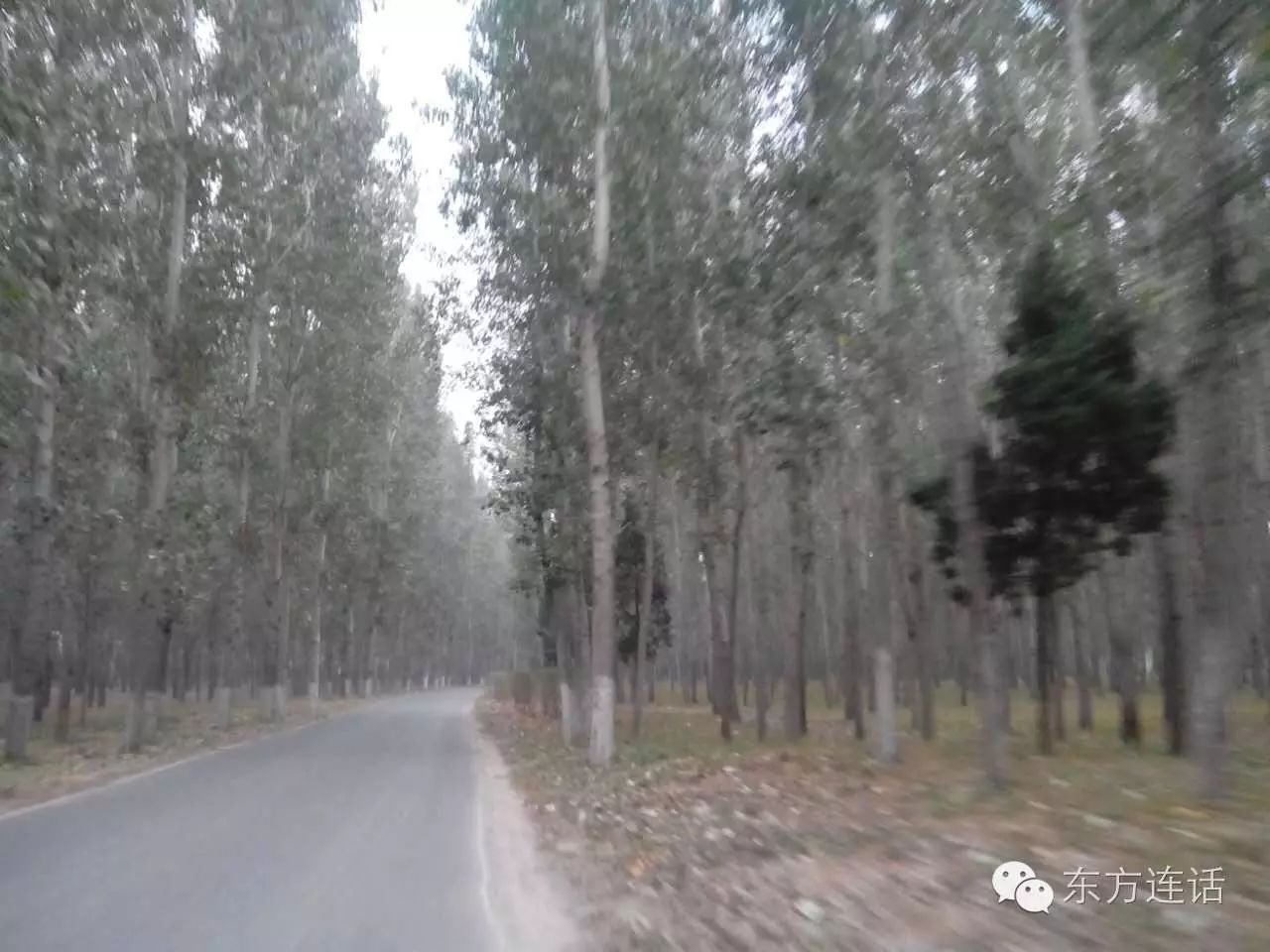 武清津北森林,没有森林的山