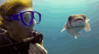 美食界阿虏河豚,美食界的巅峰