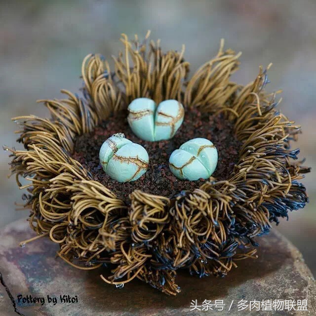 多肉微景观造型图片,国外多肉花园设计