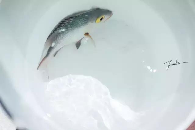 帕劳去玩的人多吗,帕劳到巴厘岛