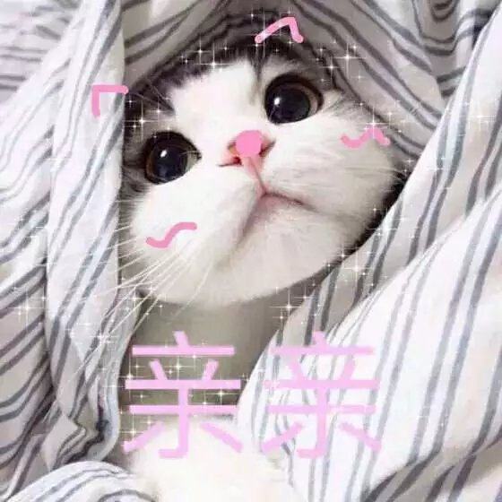 猫咪精彩演出,值得看的猫咪图片