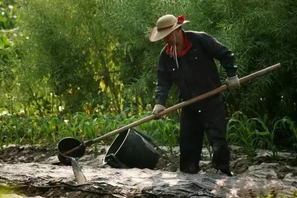 鸡粪牛粪羊粪还有马粪哪个营养好,羊粪牛粪猪粪鸡粪哪种好