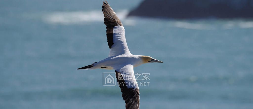 宾得k-1markii,宾得k-1高感