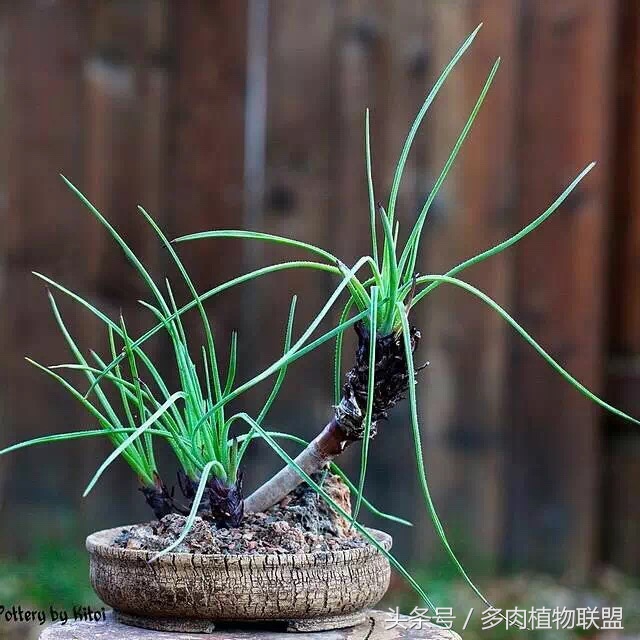 多肉微景观造型图片,国外多肉花园设计