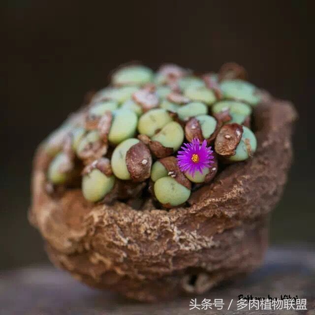 多肉微景观造型图片,国外多肉花园设计