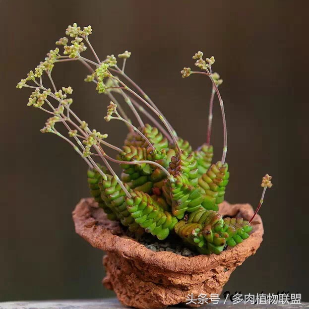 多肉微景观造型图片,国外多肉花园设计