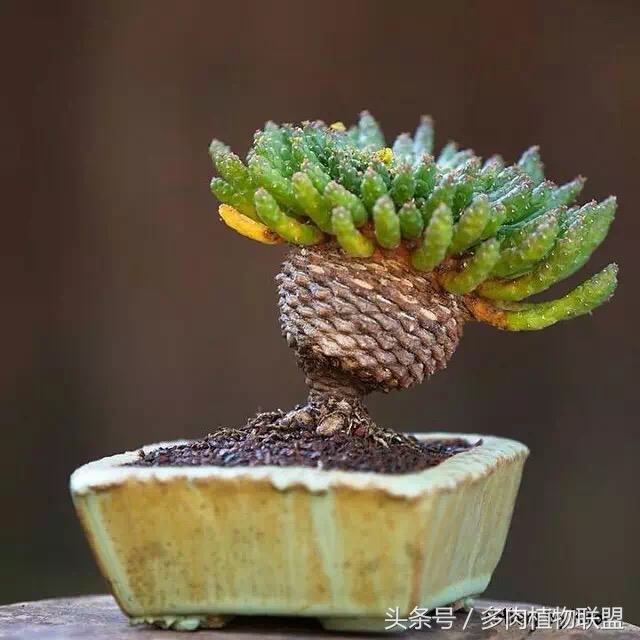 多肉微景观造型图片,国外多肉花园设计