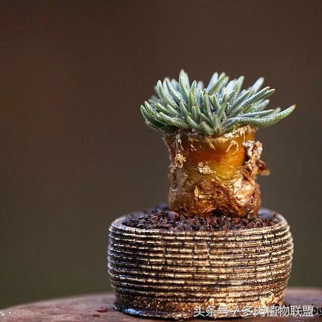 多肉微景观造型图片,国外多肉花园设计