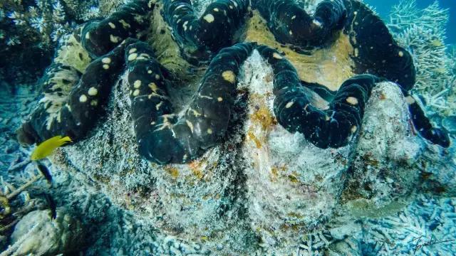 帕劳去玩的人多吗,帕劳到巴厘岛